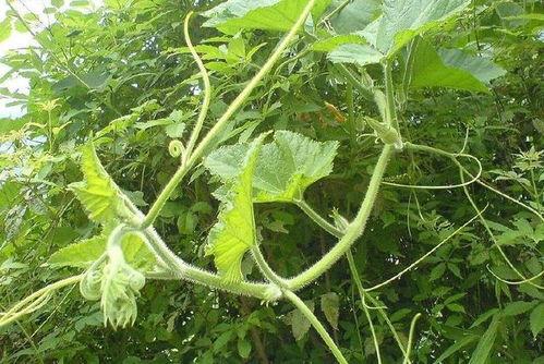 野开瓜怎么吃,解锁自然美味新体验