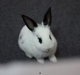 兔子可以吃角瓜干吗,兔子能否食用角瓜干？营养与适宜性分析