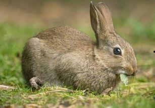 兔子可以吃角瓜干吗,兔子能否食用角瓜干？营养与适宜性分析