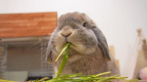 兔子可以吃角瓜干吗,兔子能否食用角瓜干？营养与适宜性分析