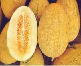 吃哈密瓜会胃痛,胃痛风险需警惕