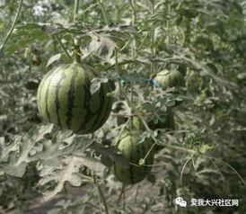 瓜园里吃瓜的老鼠叫什么,聆听吃瓜老鼠的奇妙叫声