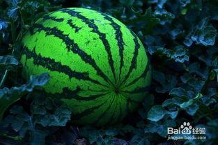 回家吃瓜图片,揭秘家庭温馨时光