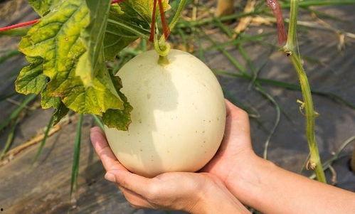 吃小白瓜会上火吗,揭秘吃小白瓜是否会引发上火