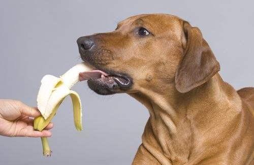 狗吃佛手瓜视频,萌宠美食新体验