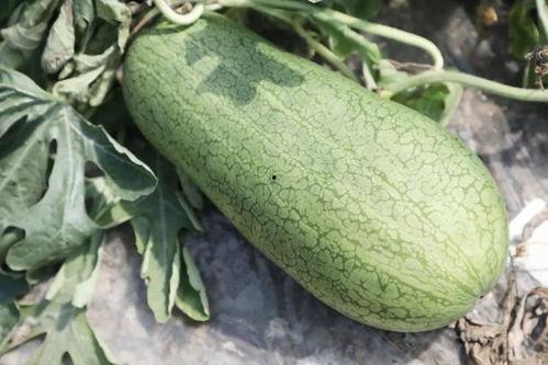 夏吃瓜都有哪些,夏吃瓜的多样选择与养生之道