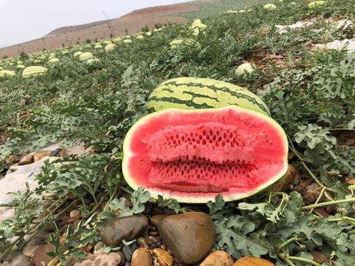 宁夏吃瓜榜,探寻宁夏吃瓜榜上的美味佳肴