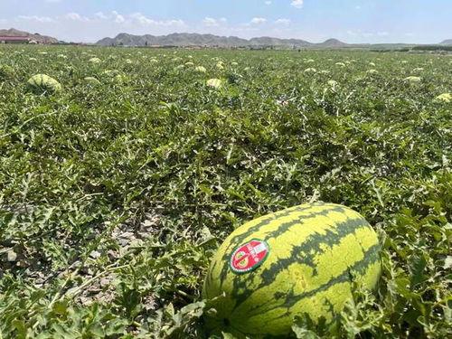 宁夏吃瓜榜,探寻宁夏吃瓜榜上的美味佳肴