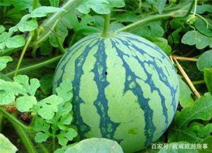 朋友有瓜吃吗,朋友有瓜吃吗？