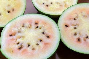 朋友有瓜吃吗,朋友有瓜吃吗？