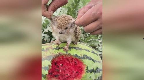 刺猬吃小瓜,小瓜的奇妙滋味