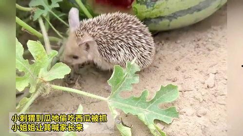 刺猬吃小瓜,小瓜的奇妙滋味