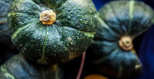 南瓜种瓜吃瓜,一场丰收的田园之旅