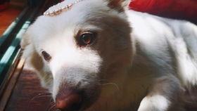 吃瓜了声音,揭秘娱乐圈风云变幻