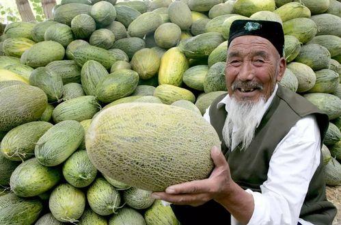 疯狂吃货哈密瓜,一场甜蜜的味蕾冒险之旅