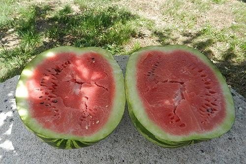 梦到和现任吃瓜,揭秘我与现任的瓜田奇遇