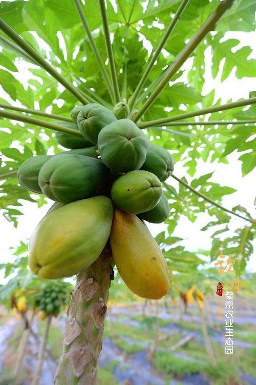 生态学院吃瓜,瓜田里的学术盛宴与绿色生活探索