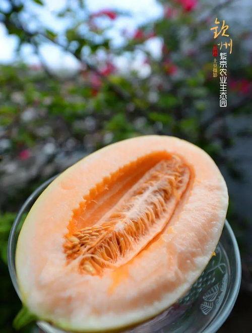 生态学院吃瓜,瓜田里的学术盛宴与绿色生活探索