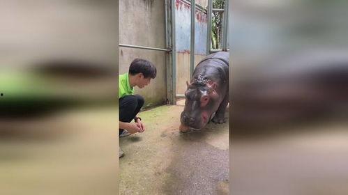 无牙仔吃瓜,无牙仔的瓜田奇遇记