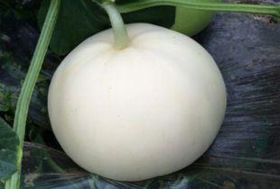 乙肝吃梨瓜好吗,助力健康恢复