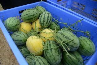 吃瓜群最新,网络热议背后的真相与趣味