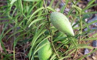 羊果瓜怎么吃,探索美味与营养的完美结合