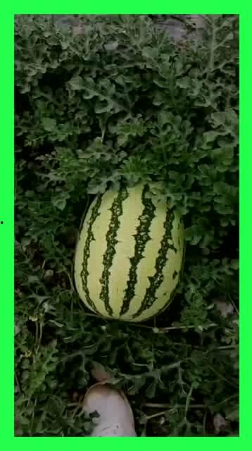 吃瓜的快乐基地