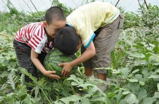 河北任丘吃瓜事件,一场网络热议背后的真相与反思