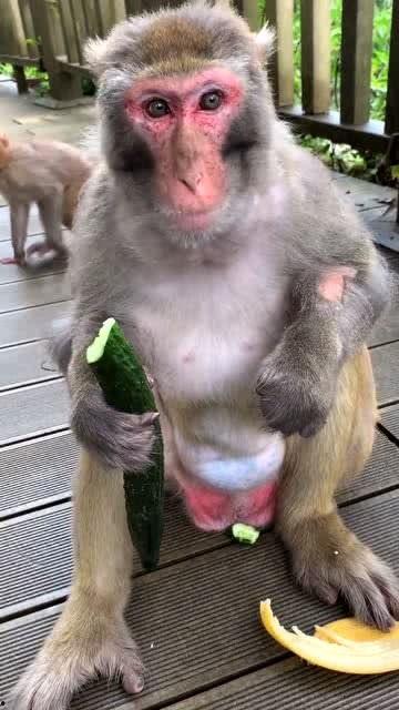 吃瓜姐猴子,揭秘娱乐圈背后的神秘故事