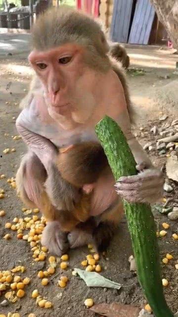 吃瓜姐猴子,揭秘娱乐圈背后的神秘故事