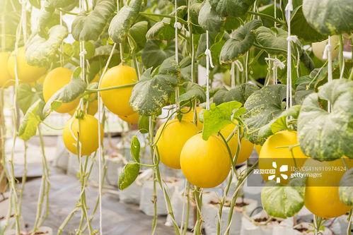 朝朝吃瓜,揭秘娱乐圈的幕后故事