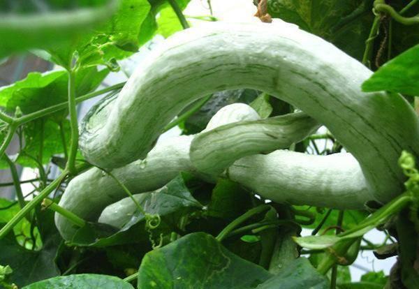 吃蛇瓜能生头发吗,揭秘生发之谜