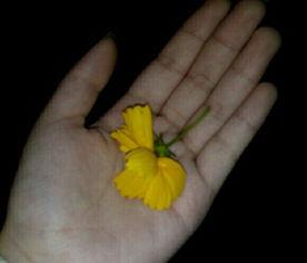 吃瓜唱歌视频大全