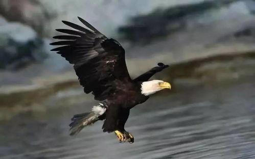 吃瓜盟主大头鹰图片,揭秘瓜界风云人物