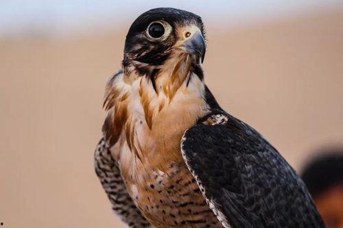 吃瓜盟主大头鹰图片,揭秘瓜界风云人物