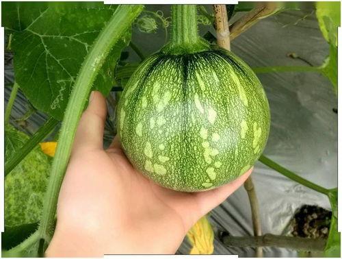 广东华商吃瓜链接,揭秘背后真相与网络热议