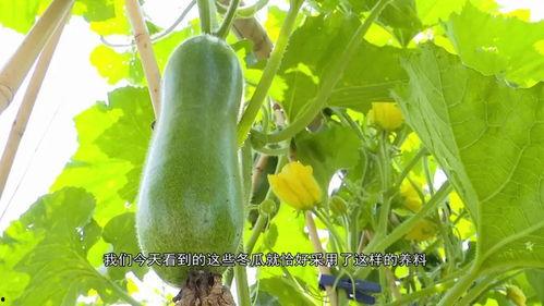 广东华商吃瓜链接,揭秘背后真相与网络热议