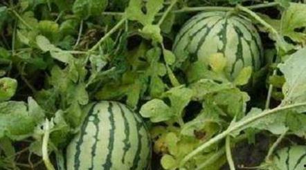 路边吃烧瓜,品味生活滋味