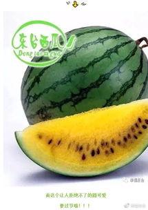 白鹿开席吃瓜,一场别开生面的美食狂欢