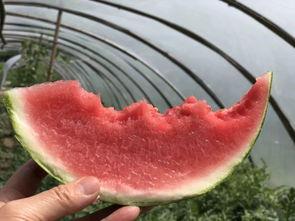 白鹿开席吃瓜,一场别开生面的美食狂欢