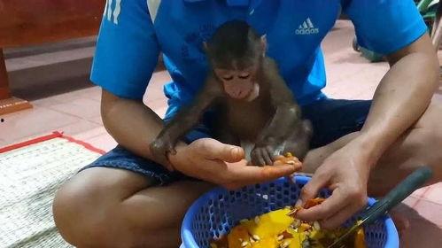 猴子吃方瓜吗,一场意外的美食邂逅