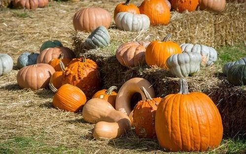 金刚圈吃瓜,吃瓜群众的狂欢盛宴