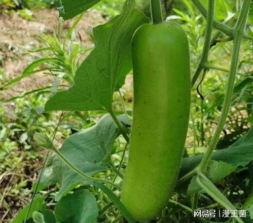 吃瓜要吃别人的瓜,品鉴他人瓜果，笑谈世间百态