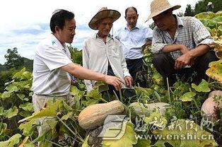 项城吃瓜事件进展,真相追踪与舆论发酵全记录