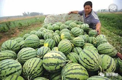 吃瓜相亲瓜,一场别开生面的相亲盛宴