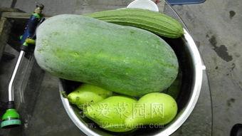 凤祥园吃瓜,揭秘网红美食背后的故事