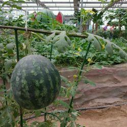 凤祥园吃瓜,揭秘网红美食背后的故事