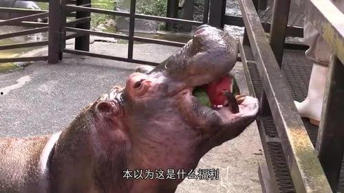 河马吃瓜啥意思