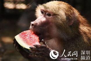 动物之战吃瓜,战吃瓜背后的生存法则揭秘