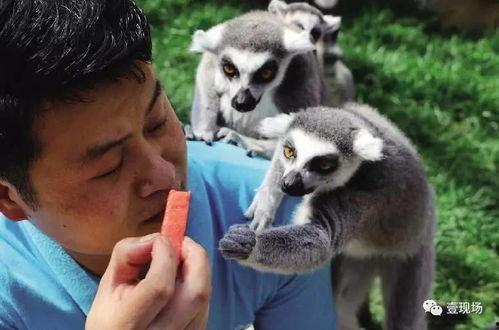 动物之战吃瓜,战吃瓜背后的生存法则揭秘